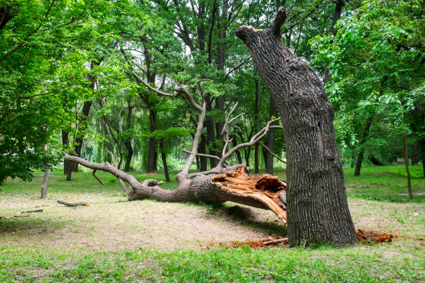 How Our Tree Care Process Works  in  Churchville, NY