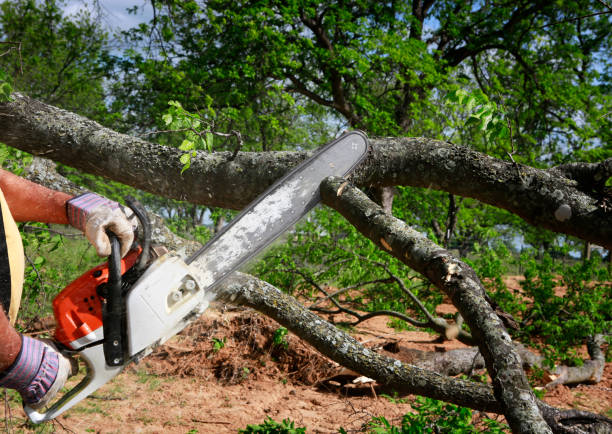 Best Commercial Tree Removal  in Churchville, NY